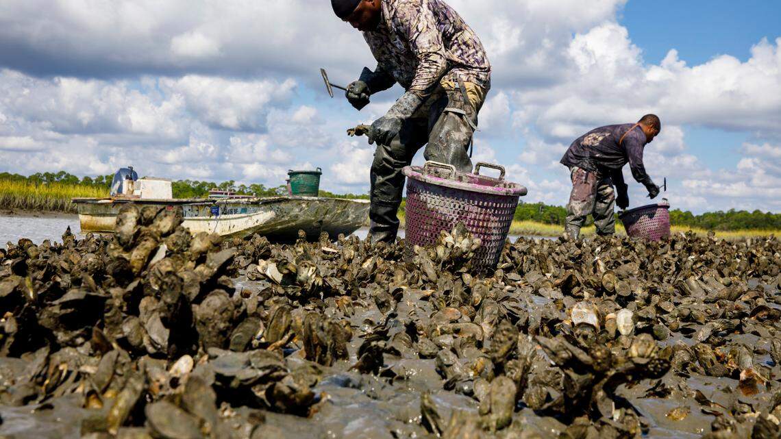 Want to harvest oysters in South Carolina? Here’s how to avoid getting slapped with a fine