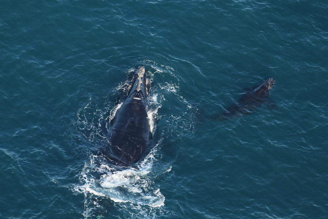 Slalom, a 39-year-old North Atlantic right whale, was recently spotted off the South Carolina coast with her calf.