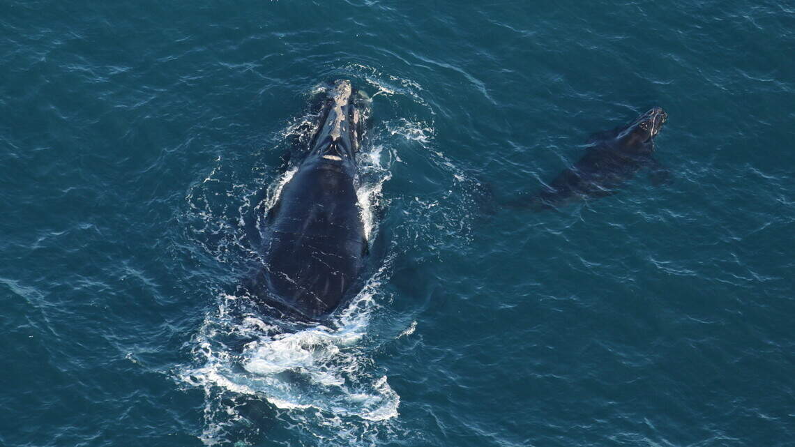 Endangered right whale and her calf surprise SC fishermen, leaving them all in awe