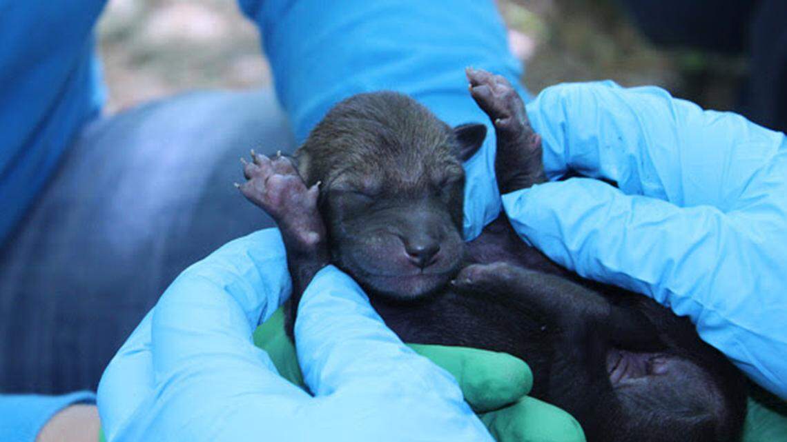 In this 2019 photo, one of six red wolf pups were born on Earth Day at the Museum of Life and Science.