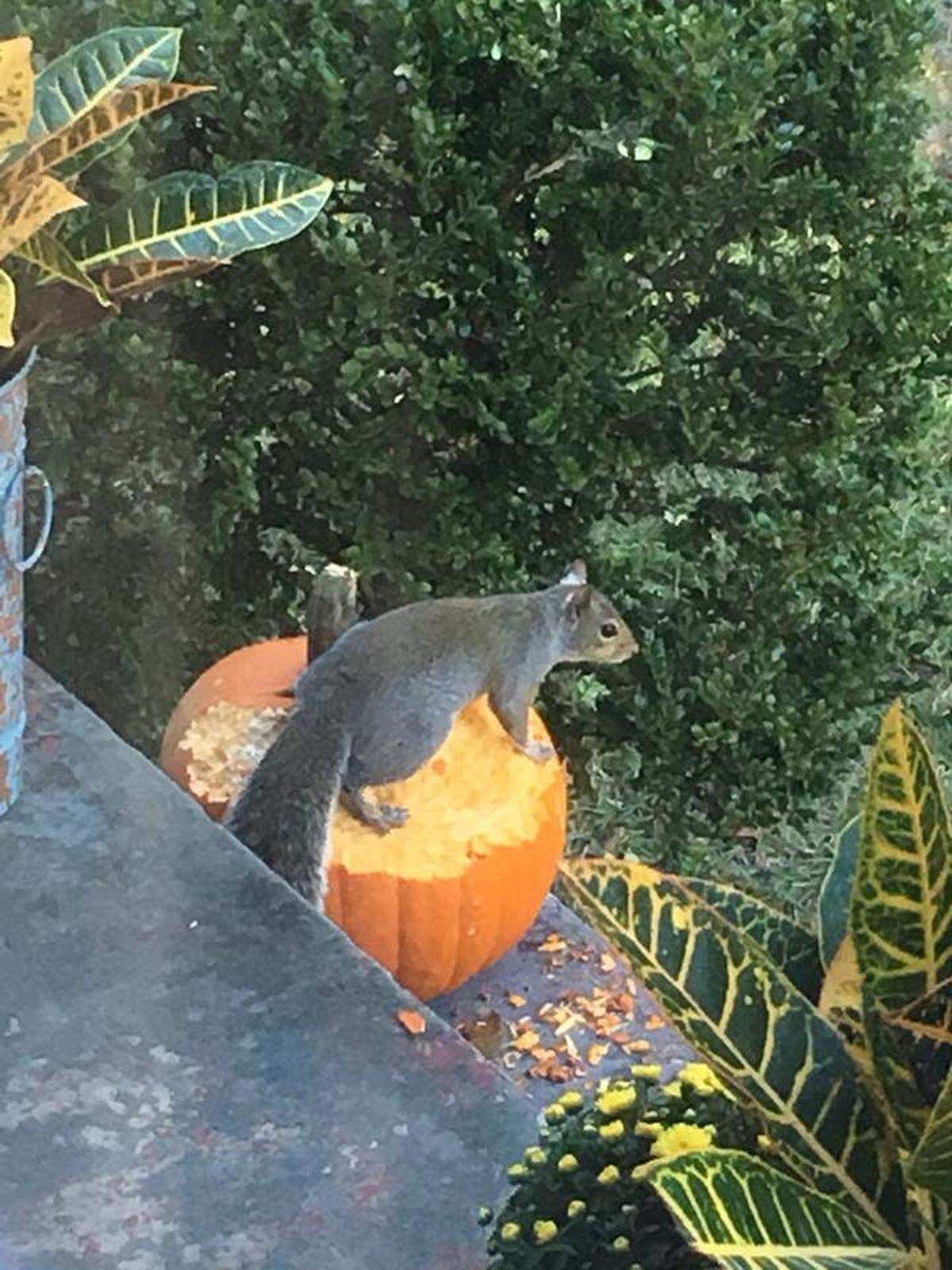 Rosewood resident Sheri Koch caught one of Rosewood’s “zombie squirrels” in the act of pumpkin eating. Koch had not even carved her pumpkin yet before it was eaten.