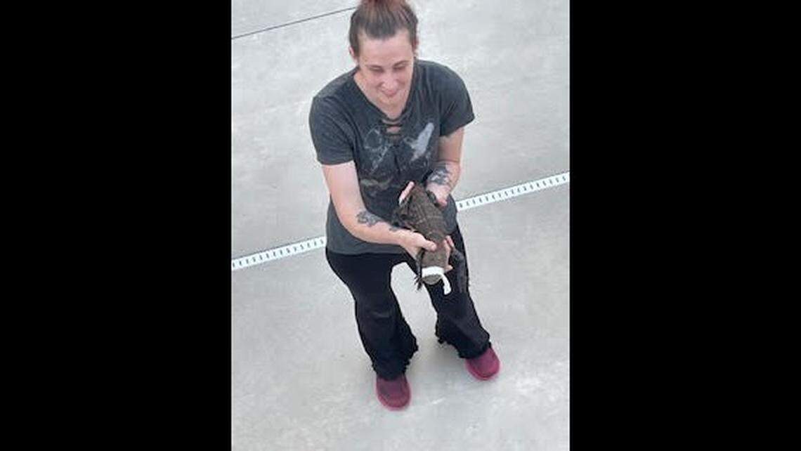 This shows the alligator as he was being evicted.