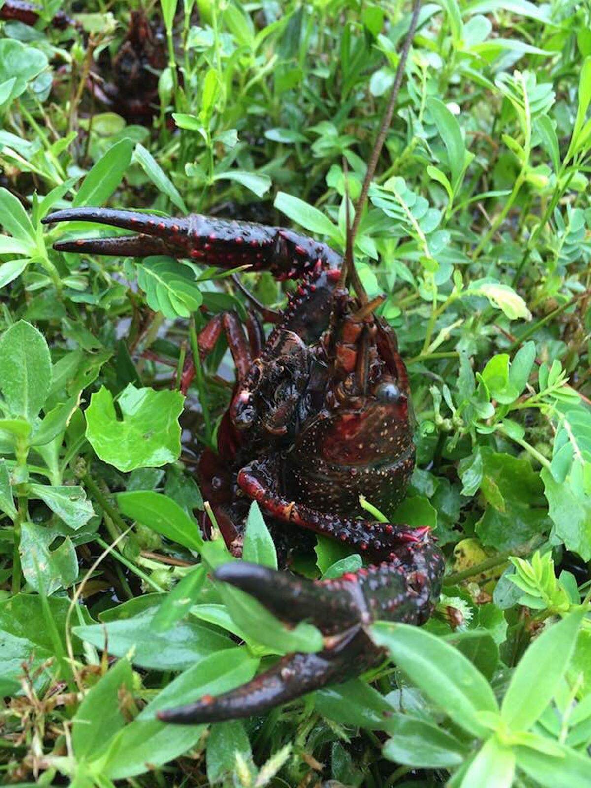 Crawfish infested a yard in Lake Murray following Hurricane Michael.