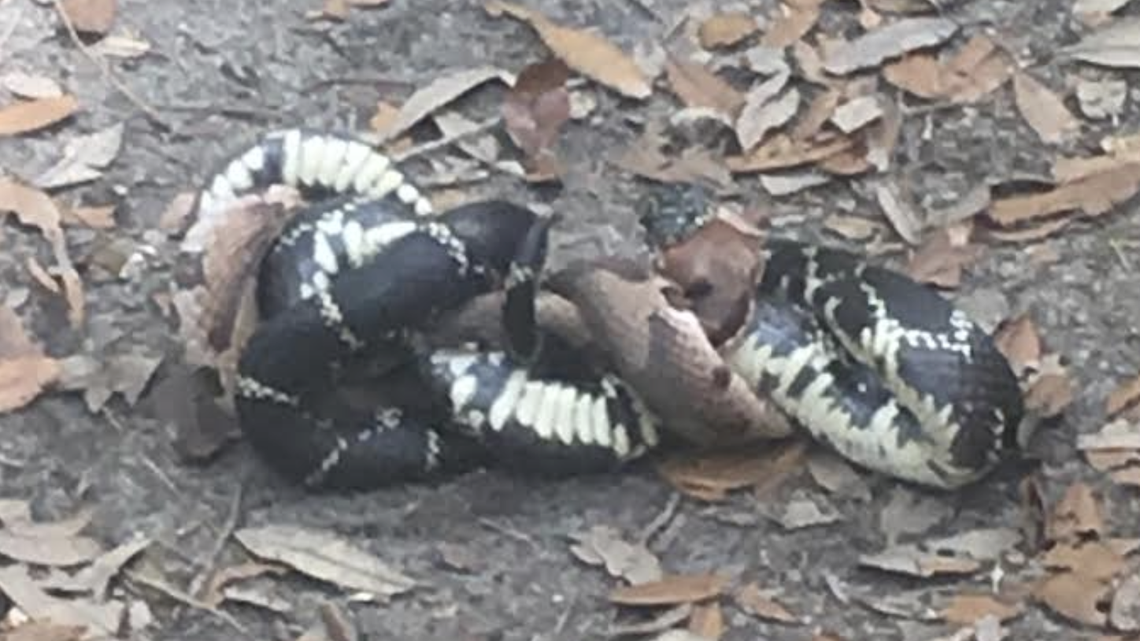 A kingsnake wrapped around a copperhead, squeezing it to death, in a South Carolina wildlife management area.