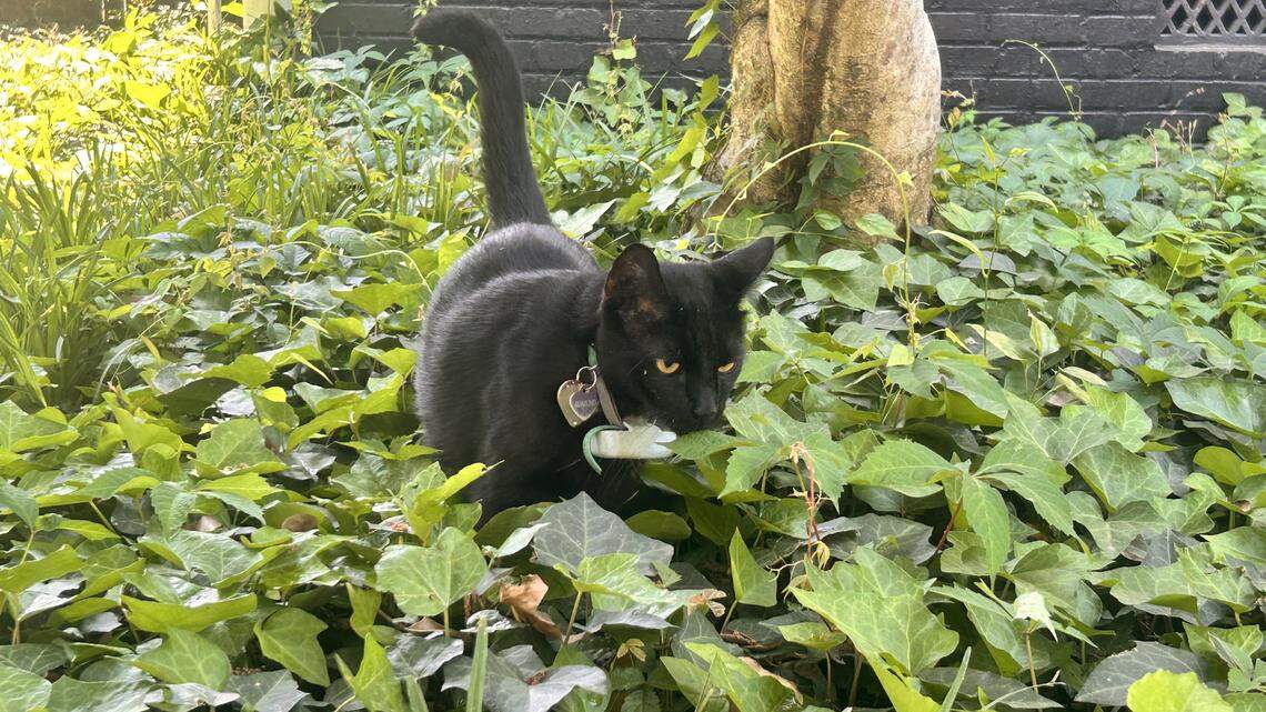 Edmund, one of USC’s beloved campus cats, wades through the grass near the C.S. Lewis Student Center.