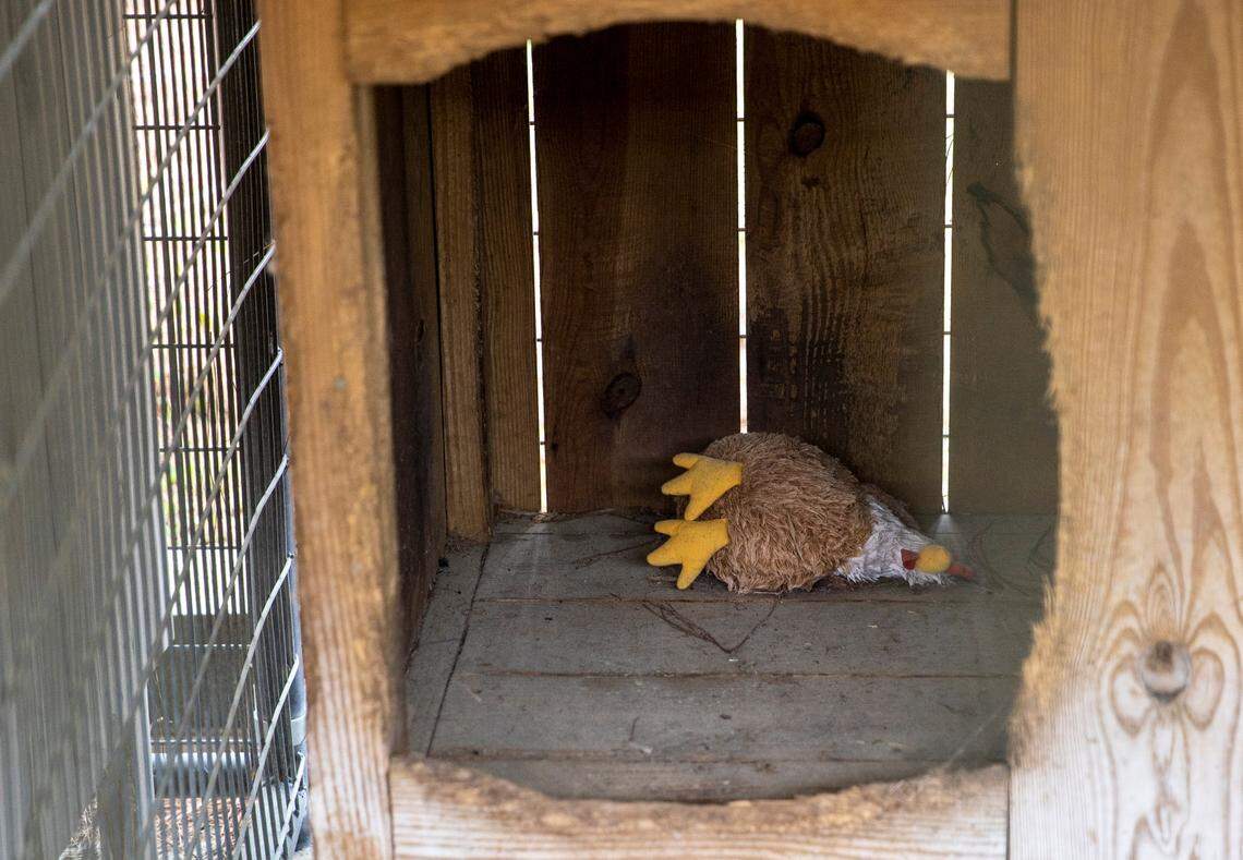 A stuffed chicken is seen in a dog kennel at the Murdaugh Moselle property on Wednesday, March 1, 2023 in Islandton. Andrew J. Whitaker/The Post and Courier/Pool