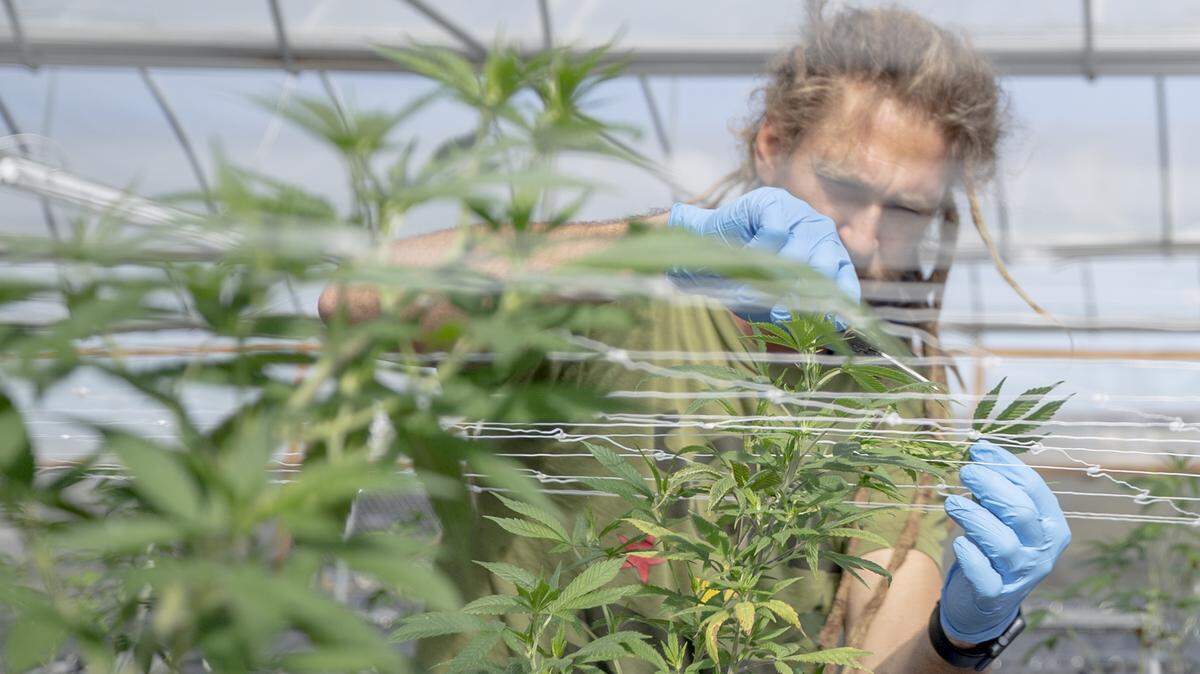 Conservative South Carolina is ready to make money in the marijuana business