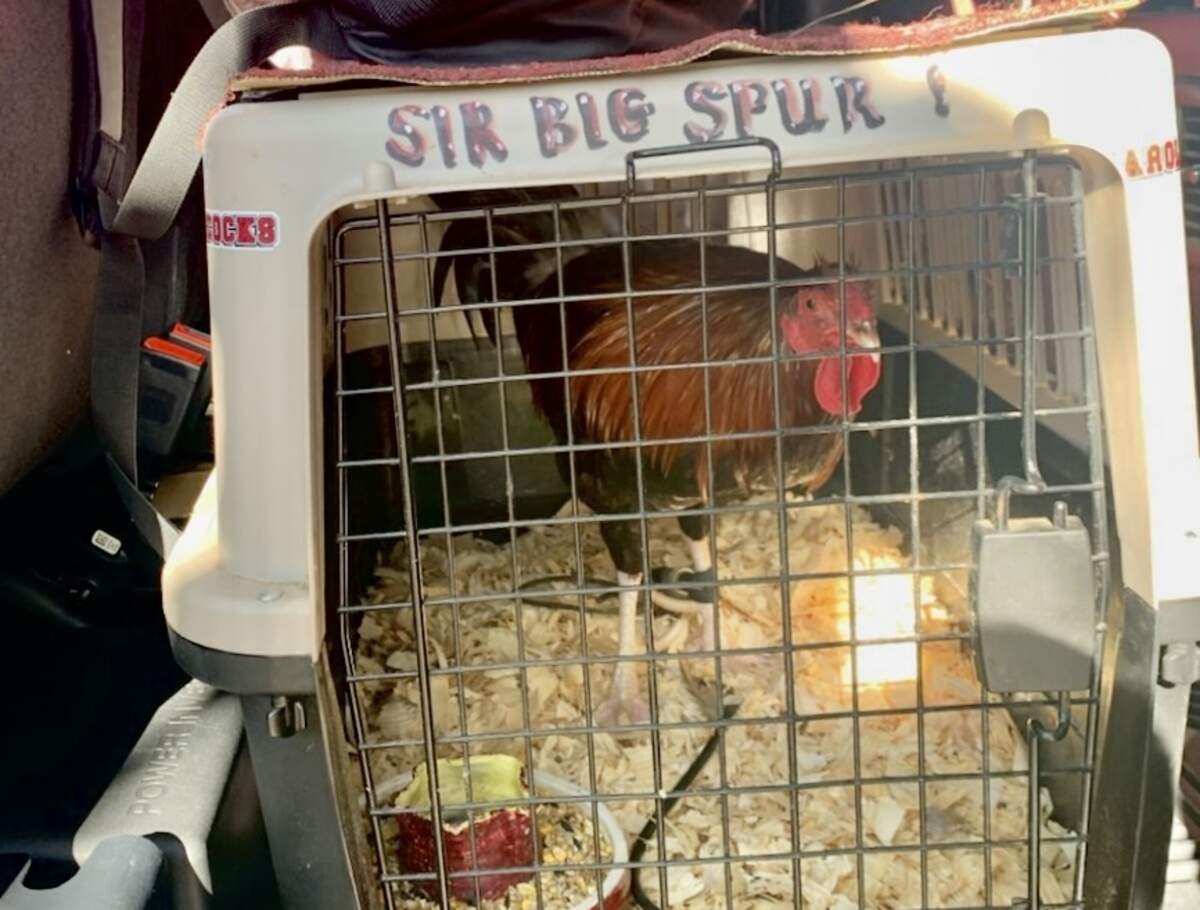 Sir Big Spur sitting inside his cage on Tuesday afternoon as Van and Beth Clark drive him to Oklahoma.