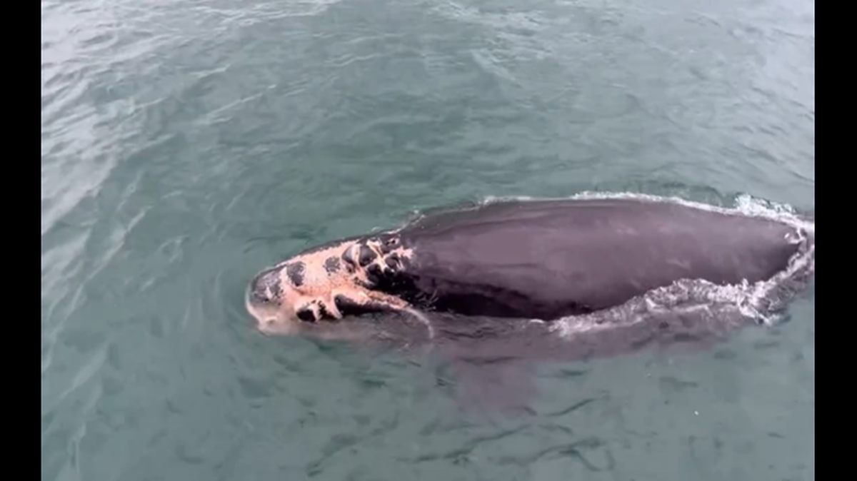 Videos show wounds on the head, mouth and left lip of the whale calf that are likely due to a boat strike, NOAA Fisheries says.