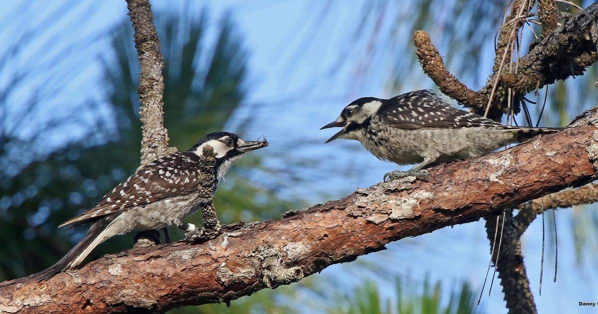 Red cockaded woodpeckers are making a comeback after years on the federal endangered species list. But the federal government still needs staff members to monitor progress and make sure new development doesn’t crowd the birds out.