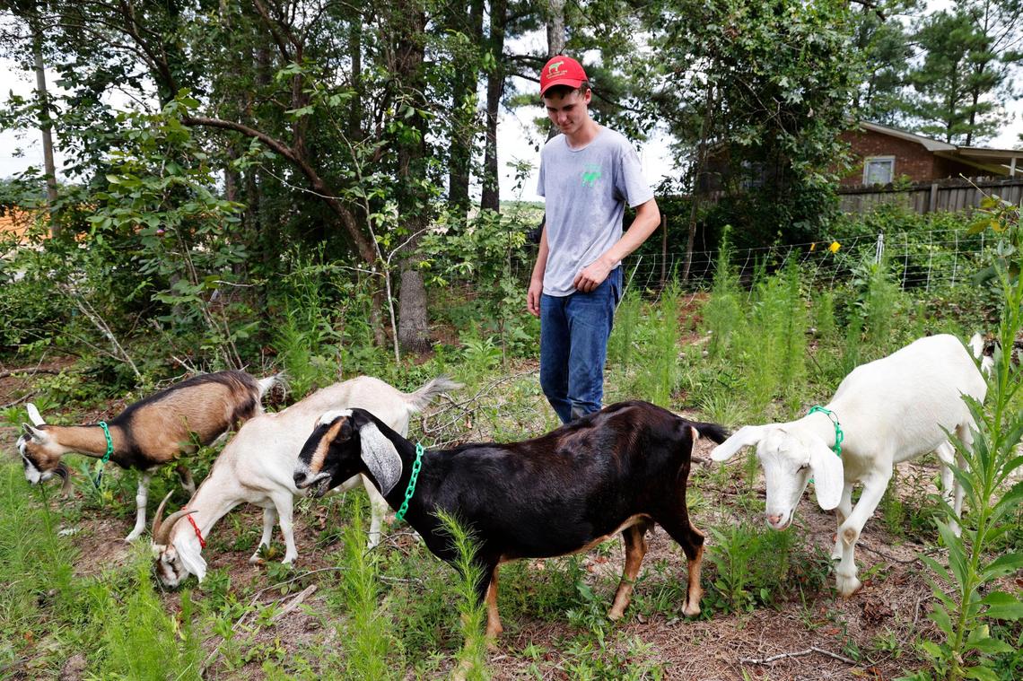 Goats clear overgrown plants and debris at a home in Gadsden, South Carolina on Thursday, July 27, 2023. Goats can safely eat almost all plants.