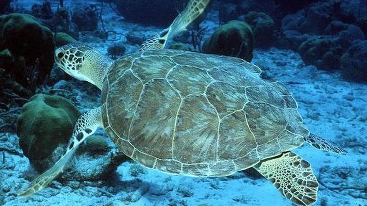 Sea turtles are threatened by plastic bags that litter the sea, conservationis say