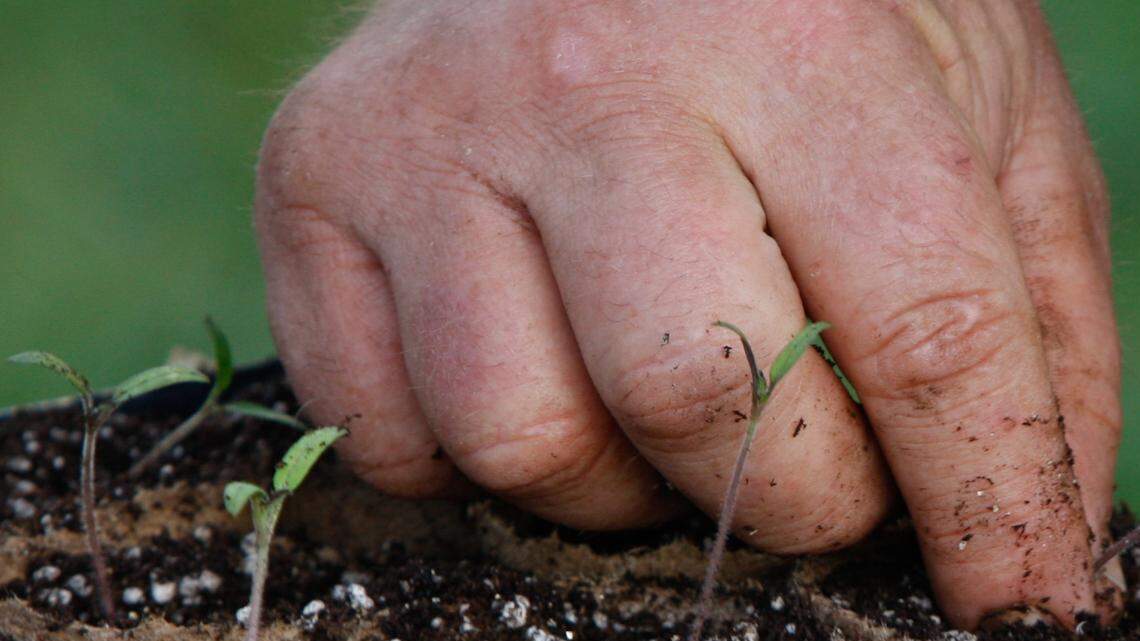 To ensure your plants get enough water, you can stick your finger in the soil to check the root zone.