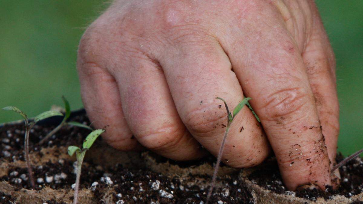 To ensure your plants get enough water, you can stick your finger in the soil to check the root zone.