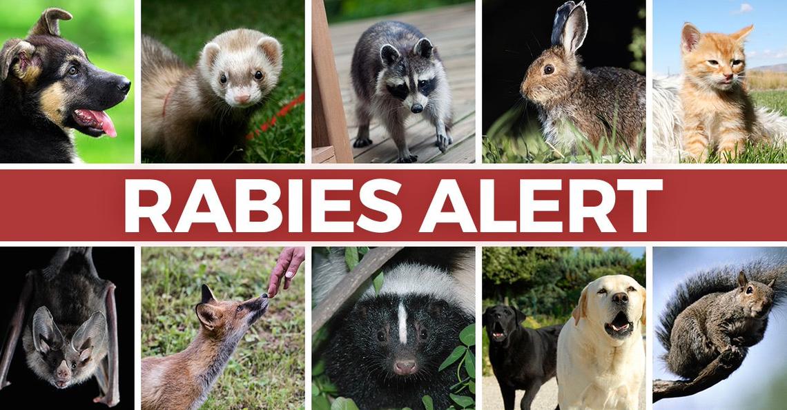 Rabies alert