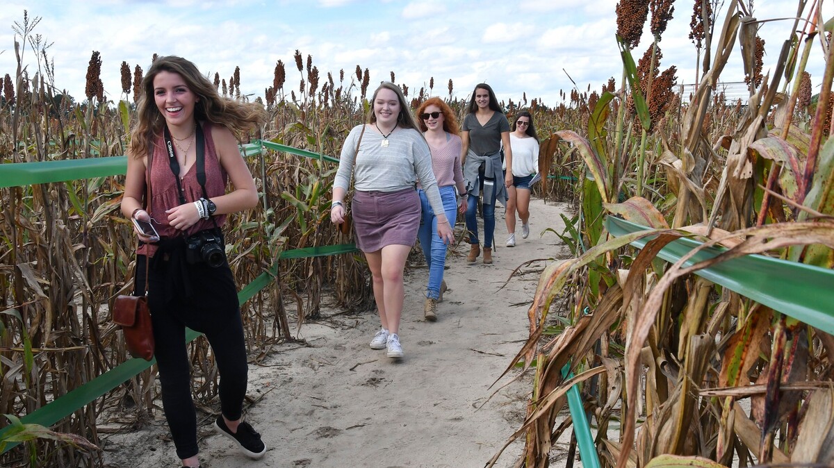Wander through the corn maze at Clinton Sease Farm in Lexington during the day or at night. The family-friendly activities run through Nov. 11.