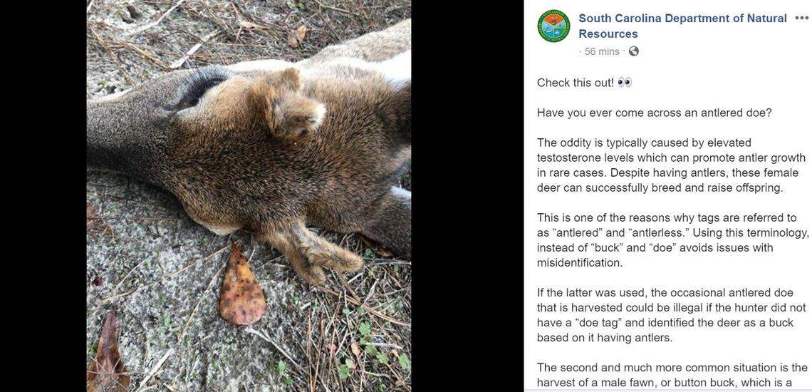 South Carolina wildlife officials shared a photo of a rare female deer with antlers.