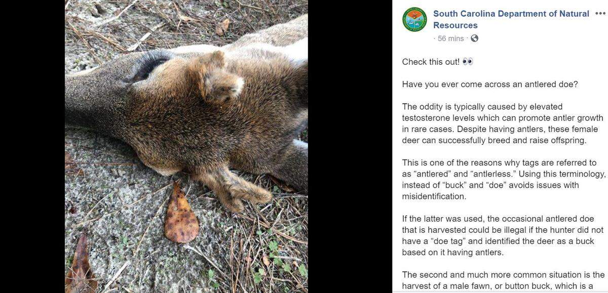 South Carolina wildlife officials shared a photo of a rare female deer with antlers.