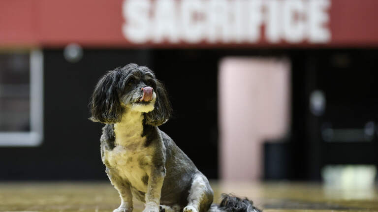 Why Dawn Staley’s dog isn’t traveling with Gamecocks for the NCAA Tournament