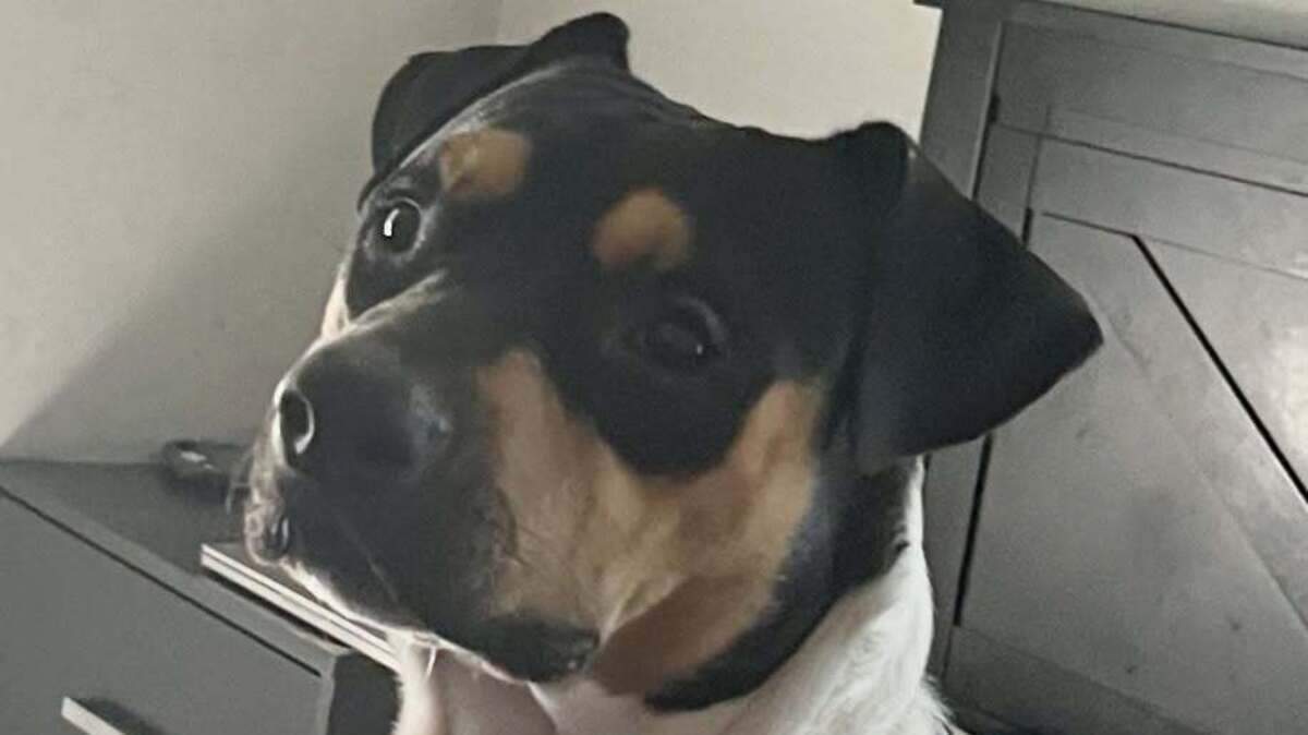 Pet dog found shot in South Carolina road, say police who search for gunman