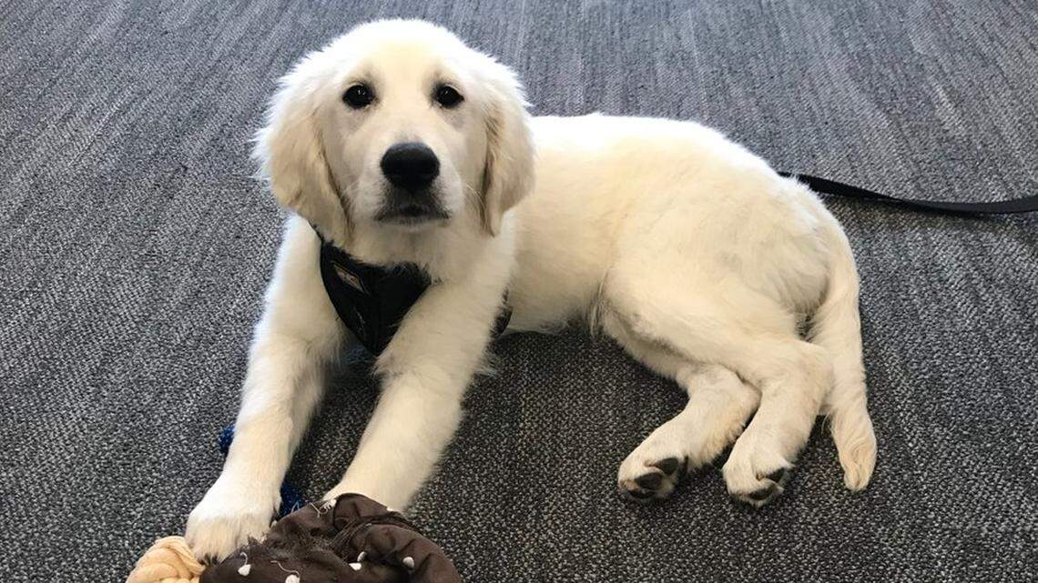 Indy, short for Indigo, is the University of South Carolina’s new therapy dog for students and faculty.