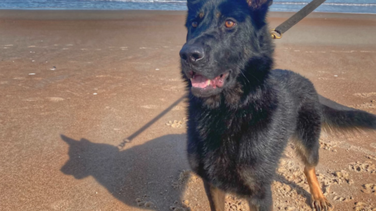 K-9 Conley suffered puncture wounds to his leg but will be able to return to work at the Greenville County Sheriff’s Office.