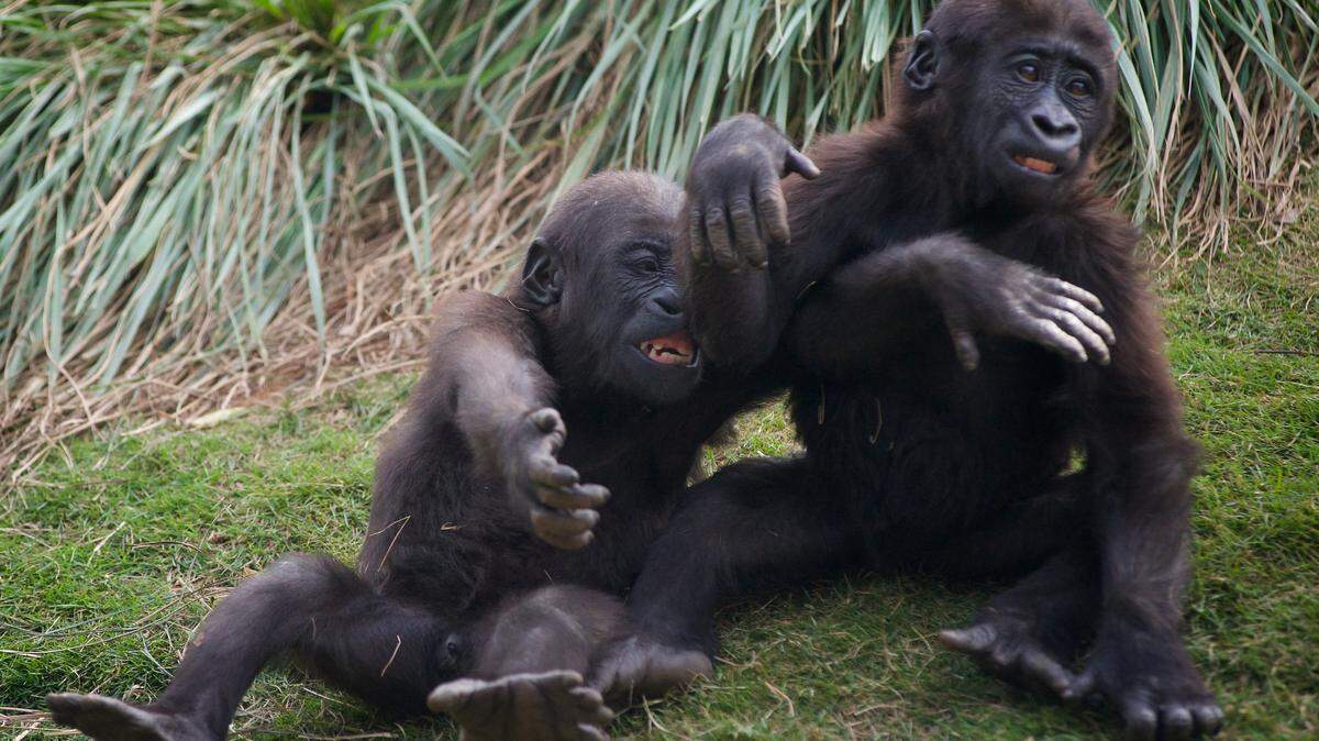 Brother gorillas Moyo and ZaKota wrestle at the Riverbanks Zoo in 2019. The gorillas will be relocated to Dallas Zoo in March to allow them to be with male gorillas of the same age.