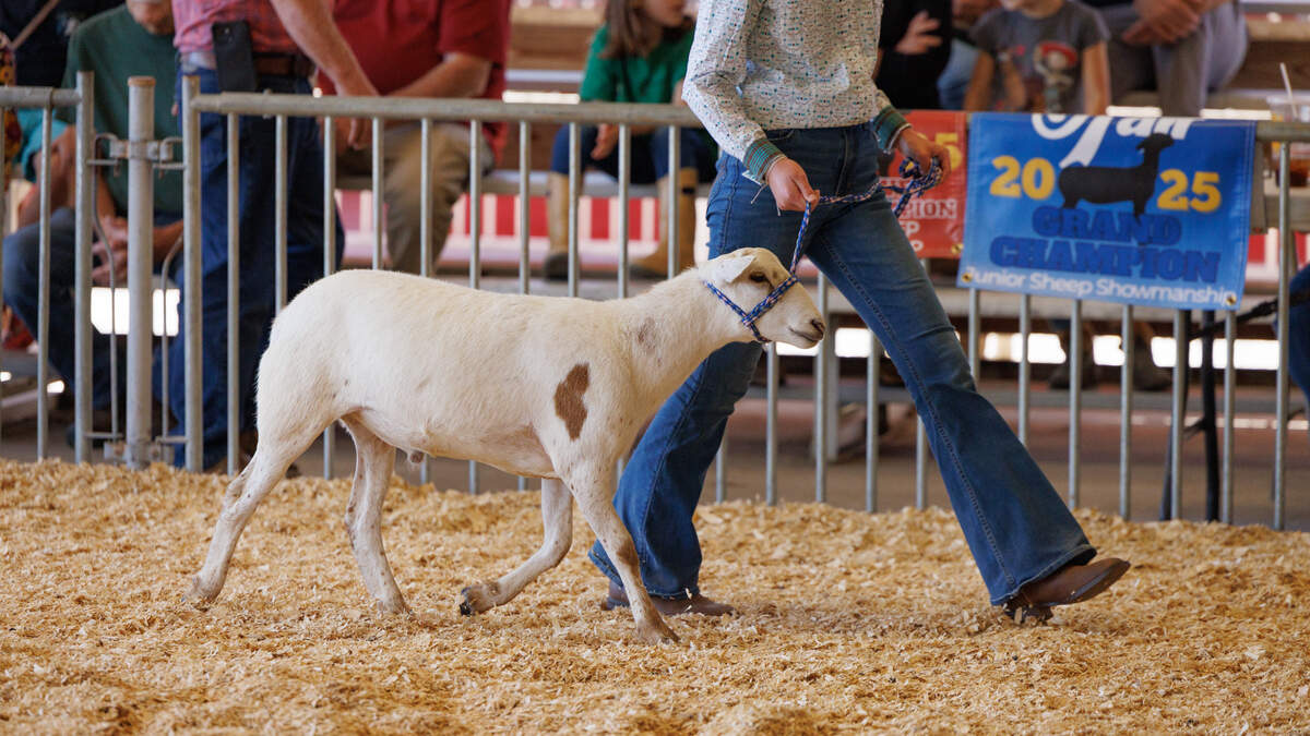 A woman trots out her goat at the 2025 South Carolina State Fair, vying for a ribbon in the fair’s dairy goat competition.