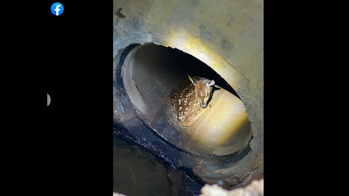 A deputy took matters into his own hands after a deer was spotted in a culvert, officials said.