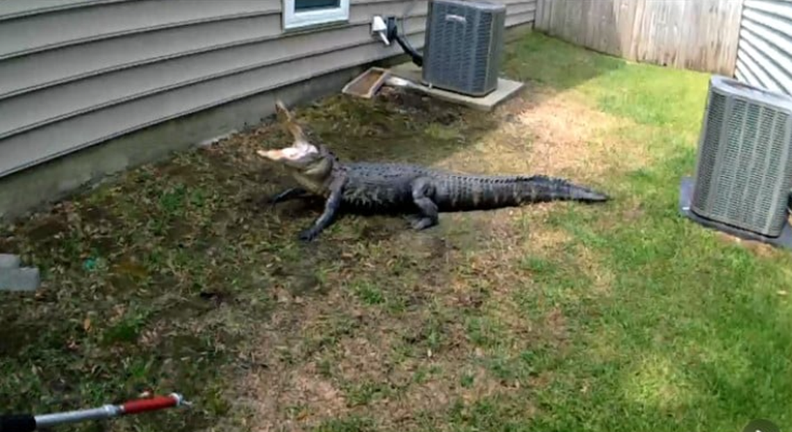 Charleston police officers encountered an alligator in the Carolina Bay neighborhood.