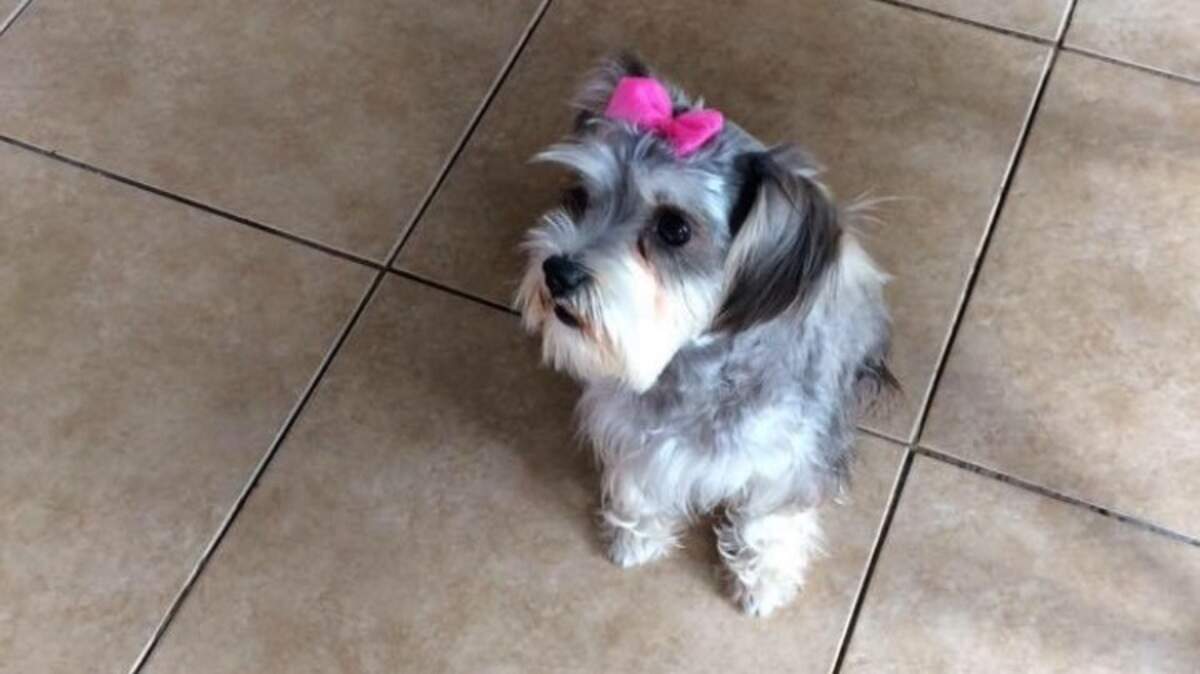 A search is underway to find Darla.