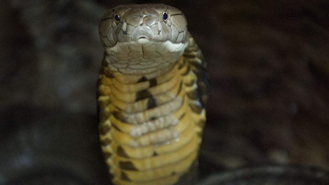File photo of a cobra.