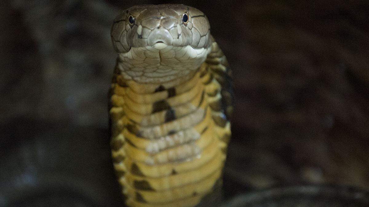 This file photo of a cobra shows one of the types of venomous snakes found at a Georgia home.