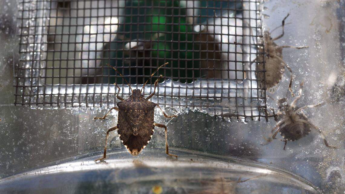 A brown marmorated stink bug crawls on the outside of a trap. The stink bugs, native to Korea and Taiwan have established a large population in the United States and is considered an agricultural pest.