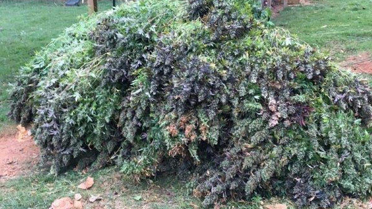 Marijuana confiscated by Greenville County Sheriff’s deputies Wednesday.