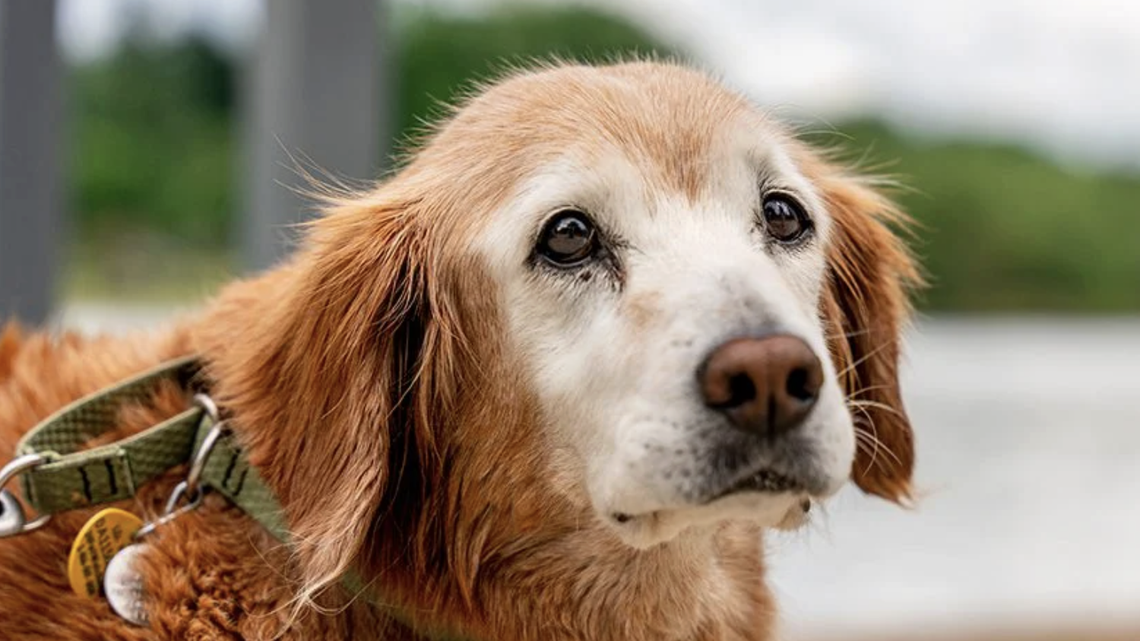 A dog so beloved on this SC campus, there is now a rainbow bridge in her honor. Here’s her story