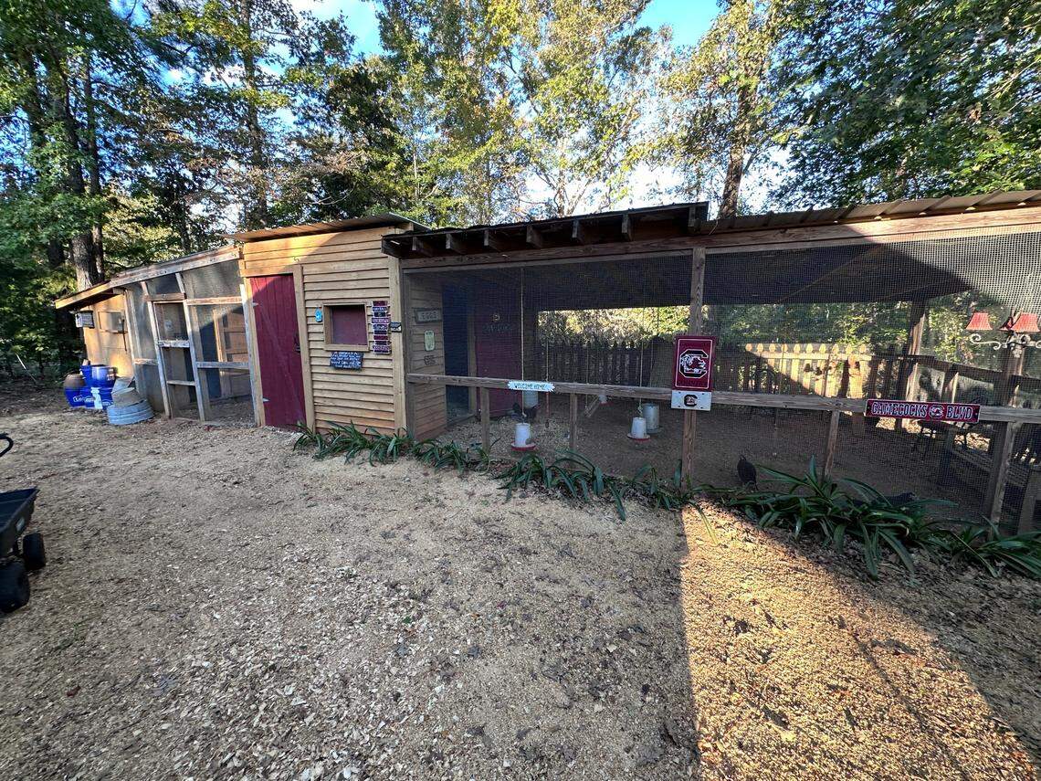 Sir Big Spur lives in this coop with a number of hens. The roosters have to be separated or else they’d fight.