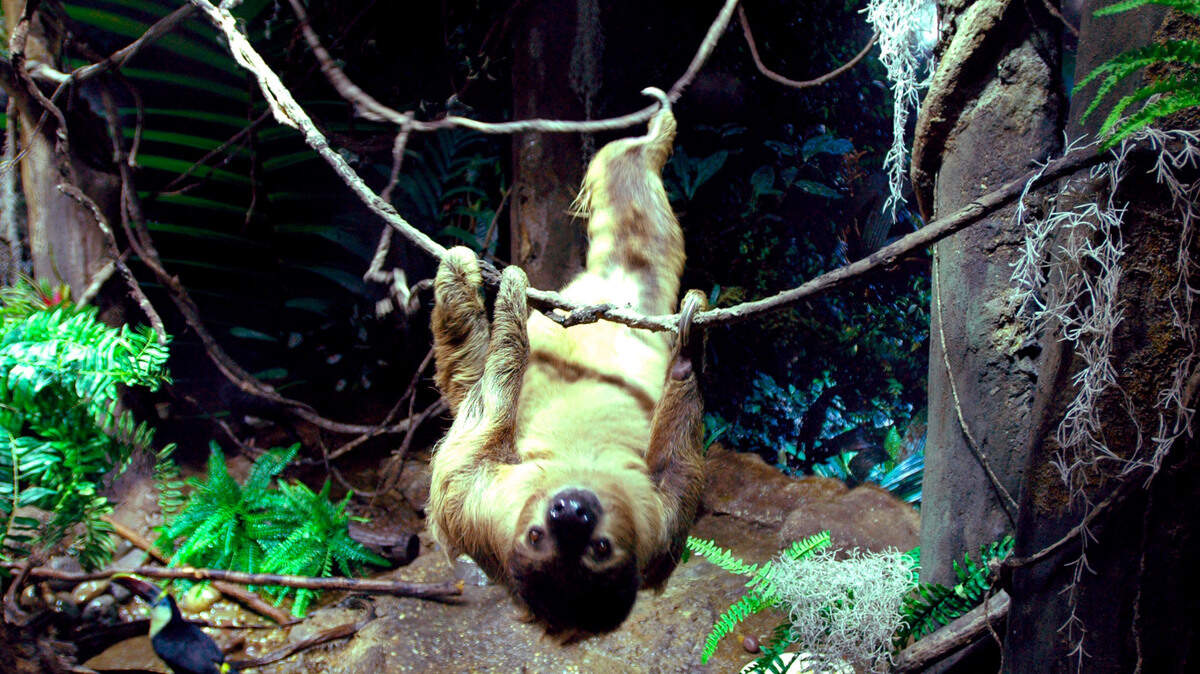 A sloth bite injured a child in South Carolina, a lawsuit said. This file photo was taken in New Jersey.