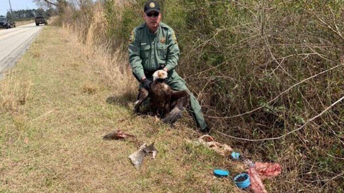 A bald eagle died on a South Carolina roadway March 31, 2022 while feeding on illegally dumped garbage