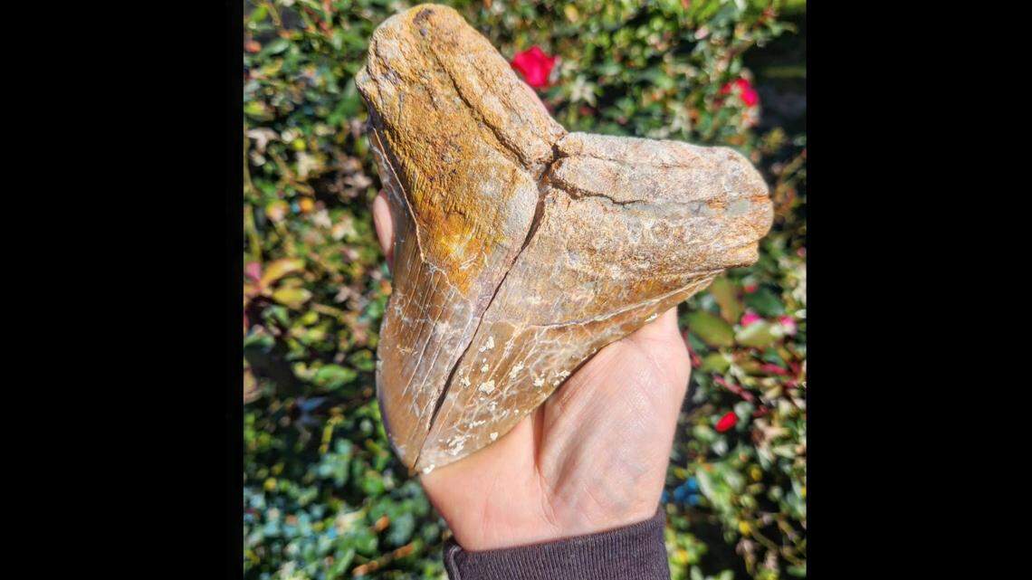 The pieces are now reunited again, creating a single 5.5-inch-long, 5.1-inches wide tooth that came from one of the world’s most fearsome predators.