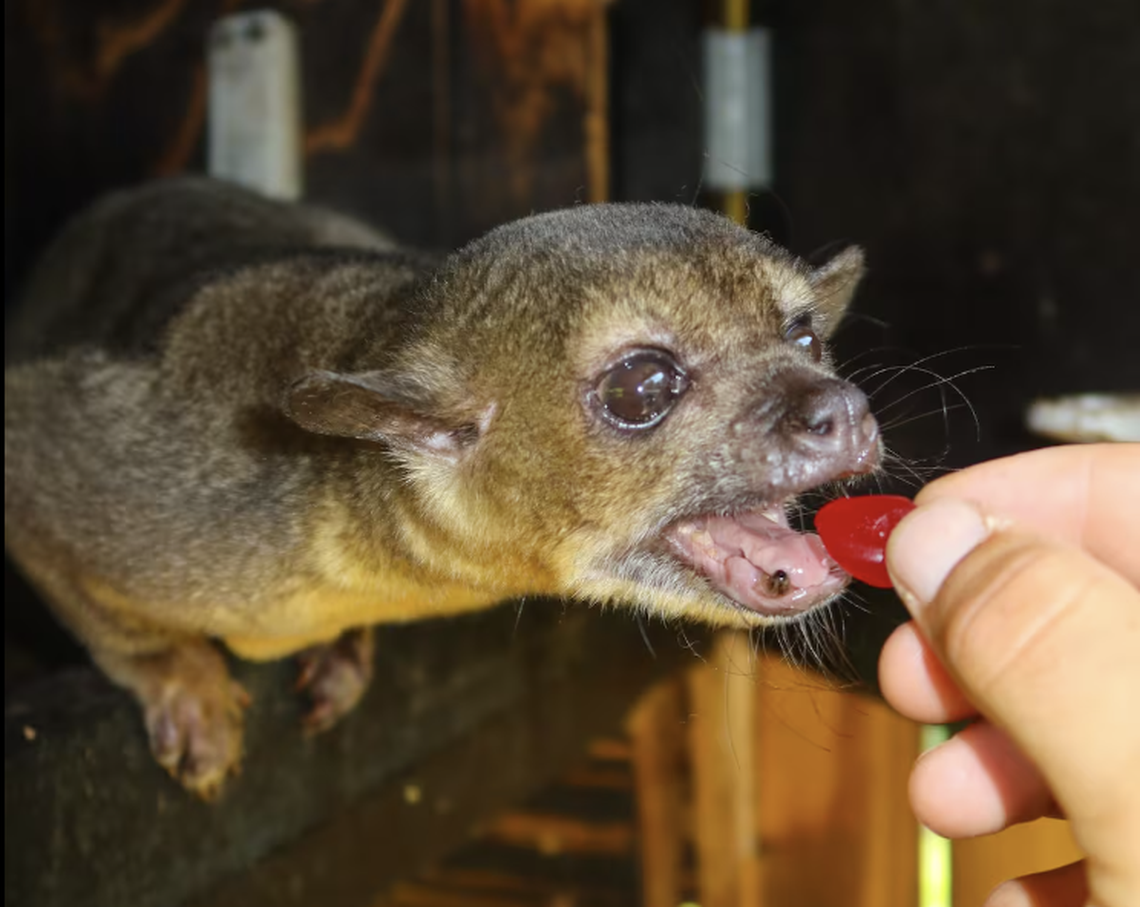 Also known as honey bears, kinkajous are native to Central and South America. Belize is eating a fruit snack as a treat.