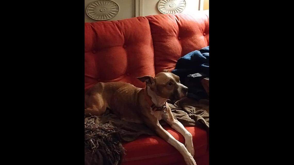 Lola the dog is pictured here before she went missing and made her way into another South Carolina home.
