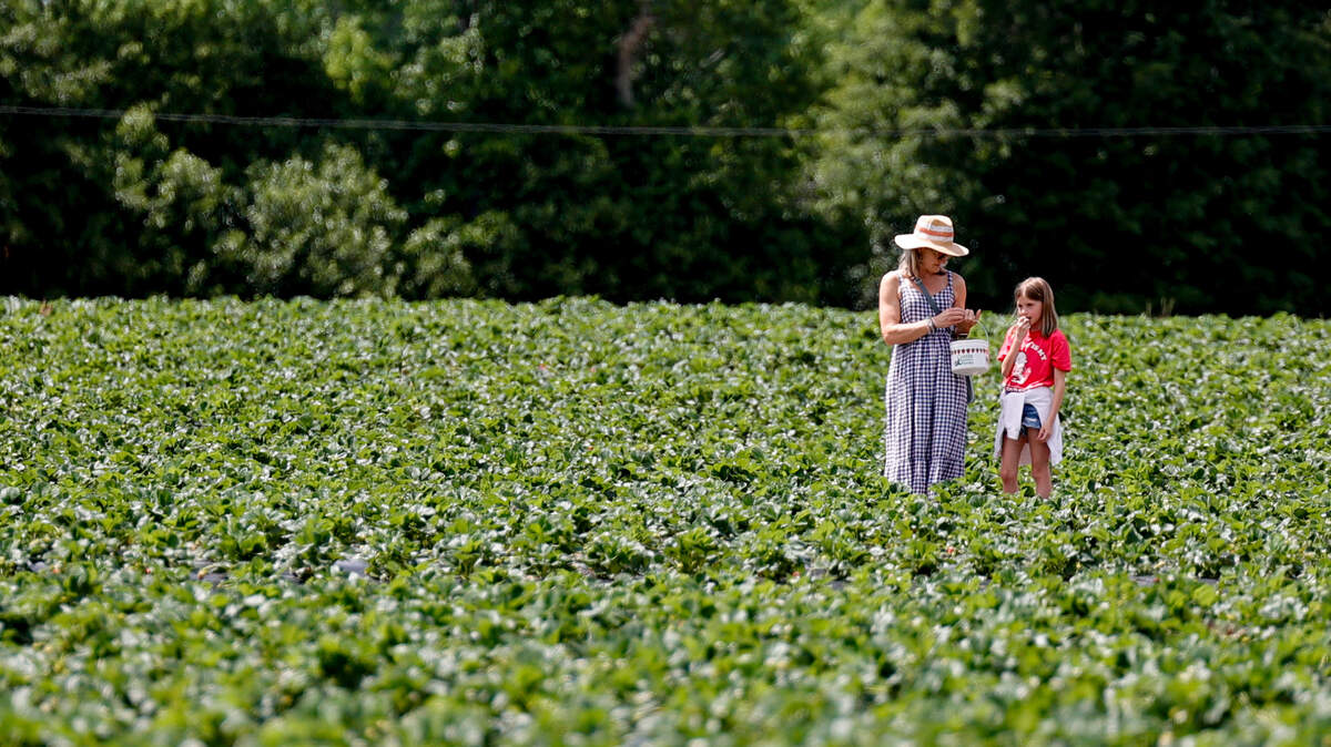Melissa Bristol and her 9-year-old daughter, Thyra Bristol pick strawberries at Cottle Strawberry Farm on Wednesday, May 1, 2024.