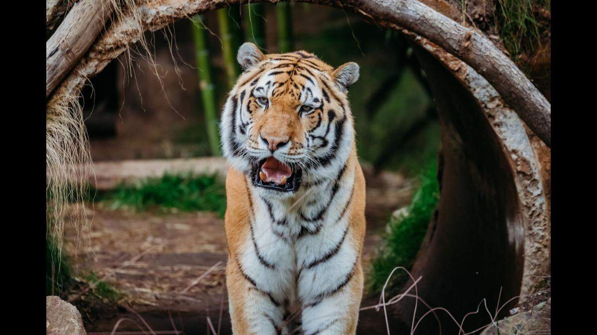 Koshka, a 19-year-old Amur or Siberian tiger, who was housed at the Riverbanks Zoo and Garden, was euthanized this week after her health declined due to old age.