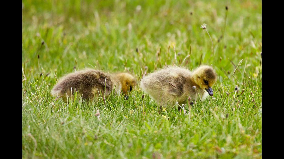 Staff at a South Carolina waterpark helped take a family of ducks to a lake, officials said. This file photo was taken in Connecticut.