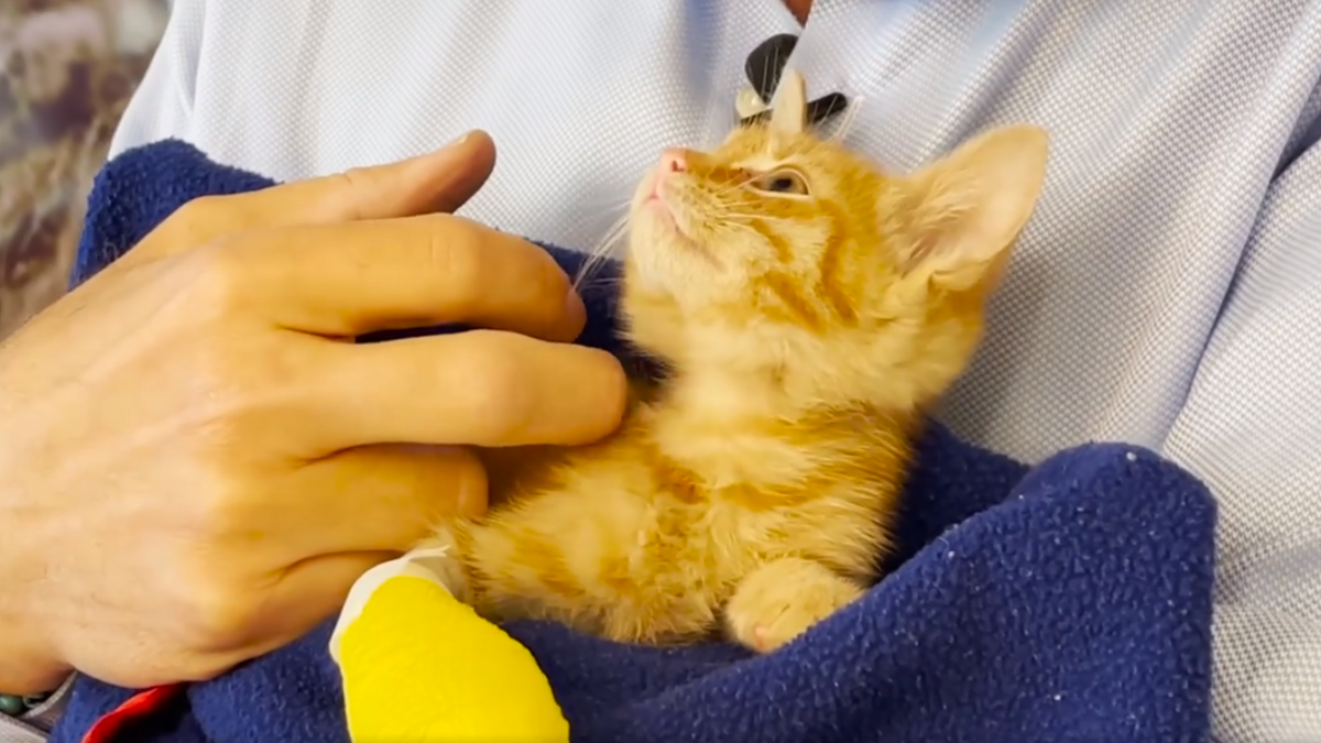 An orange tabby kitten looks up at Charleston Animal Society president and CEO Joe Elmore. In a Facebook video, Elmore on Thursday asked the public to consider fostering or adopting an animal from their shelter.