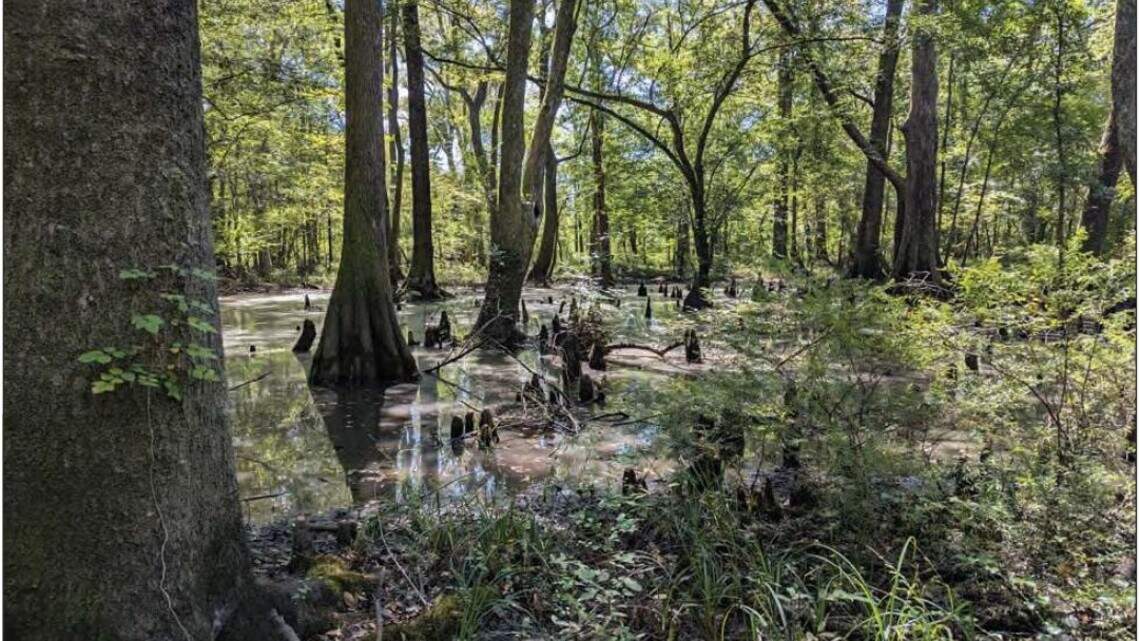 PSC dismisses questions about sparse environmental studies, OKs big SC gas plant