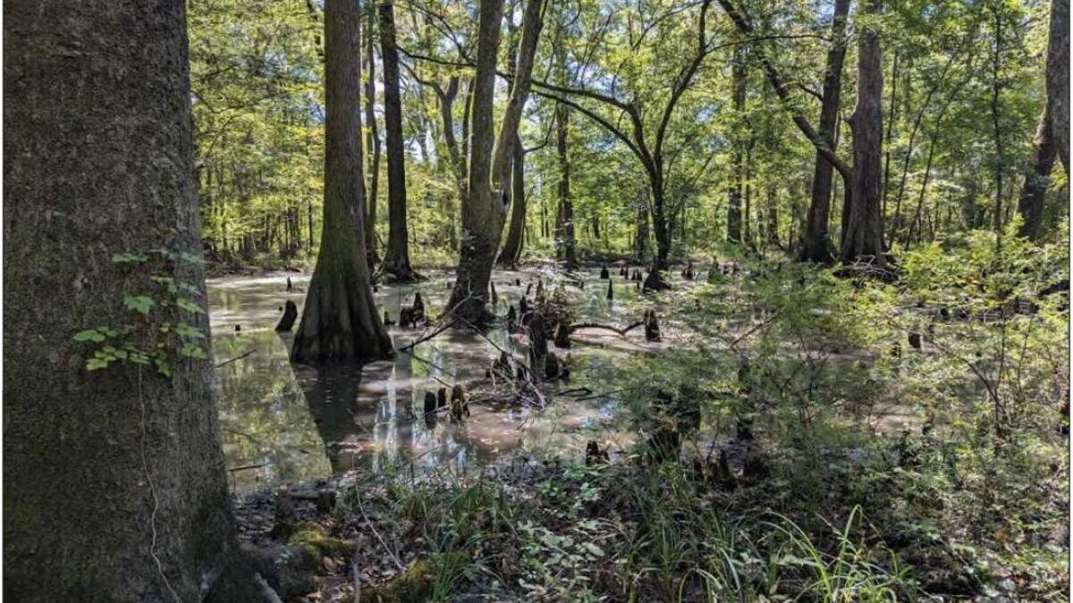 This wetland area is near a proposed 2,200 megawatt natural gas plant proposed for rural Colleton County. Critics say the plant isn’t needed, in part because of environmental impacts. Supporters say South Carolina needs the energy as the state grows.