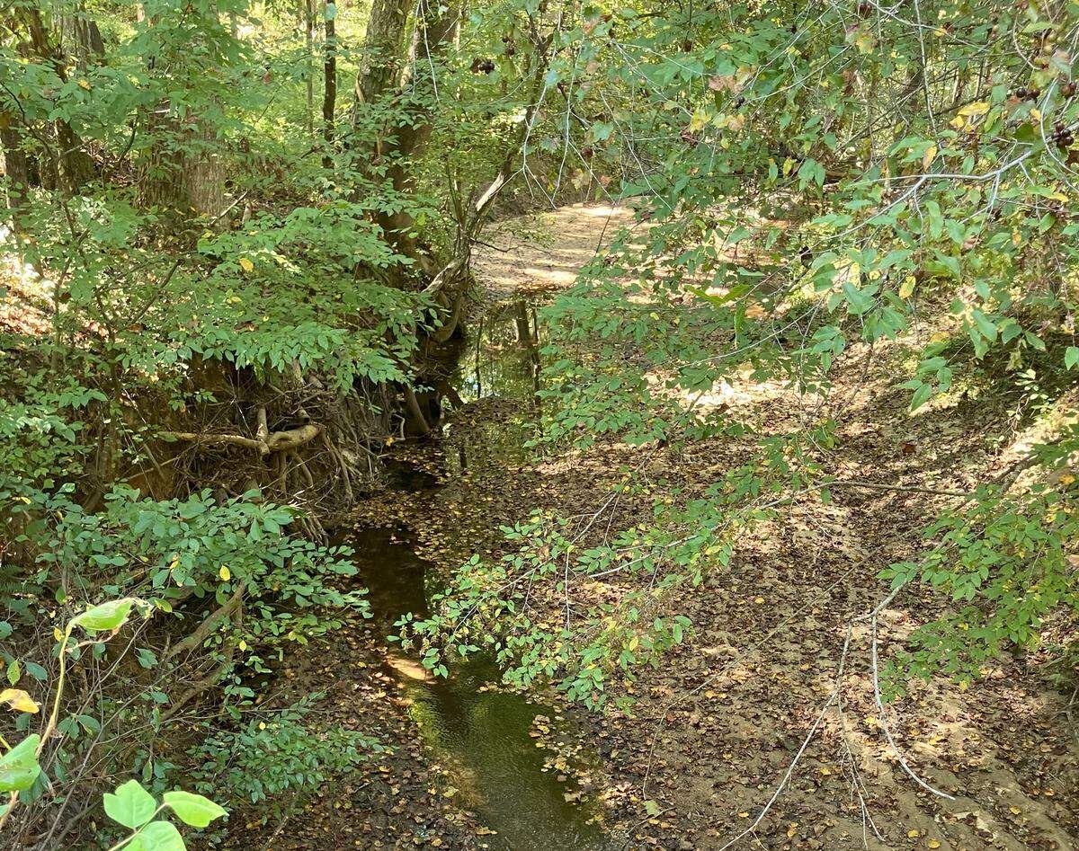 Creeks like this in the Sumter National Forest of Chester County are targeted for restoration as part of plans to offset the environmental impacts of Scout Motors in Richland County. Those backing the effort say the streams suffer from erosion and need to be improved. Critics question the need, saying the forest will be unnecessarily cut and the cost is too high. (photo taken Sept. 18, 2025)