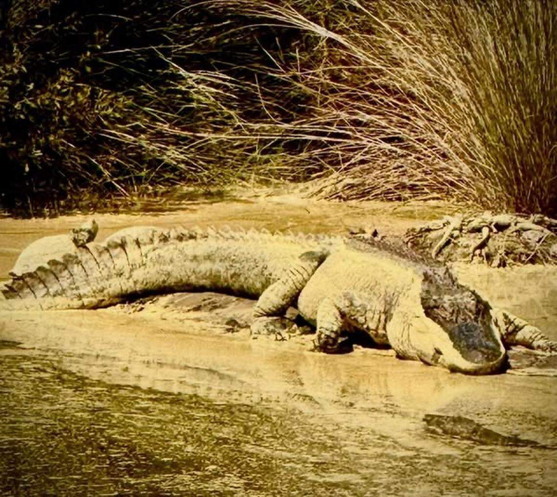 An alligator coated in yellow pollen lies by a body of water in South Carolina. In North Carolina, pine pollen has nearly stopped falling, but the pollen from hardwoods is causing problems for people with allergies.